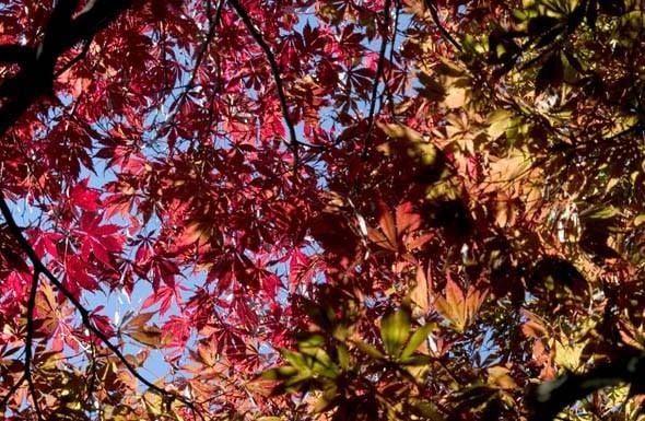 Mount Tomah Botanical Gardens Image -5be7526fac40d